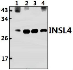 Invitrogen INSL4 Polyclonal Antibody 100 &mu;L; Unconjugated:Antibodies,