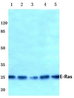 Invitrogen ERAS Polyclonal Antibody 100 &mu;L; Unconjugated:Antibodies,