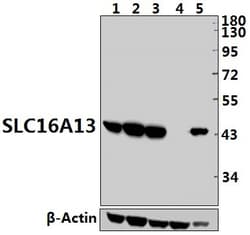 Invitrogen SLC16A13 Polyclonal Antibody 100 &mu;L; Unconjugated:Antibodies,