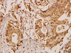 Invitrogen GCP5 Polyclonal Antibody 100 &mu;L; Unconjugated:Antibodies,