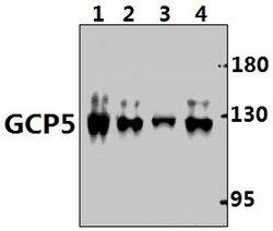 Invitrogen GCP5 Polyclonal Antibody 100 &mu;L; Unconjugated:Antibodies,
