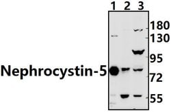 Invitrogen IQCB1 Polyclonal Antibody 100 &mu;L; Unconjugated:Antibodies,