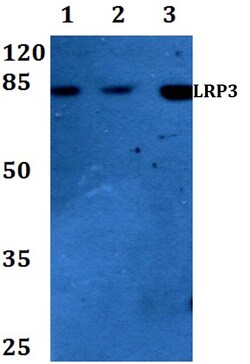 Invitrogen LRP3 Polyclonal Antibody 100 &mu;L; Unconjugated:Antibodies,