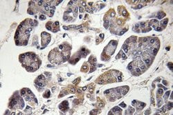 Invitrogen MRPS21 Polyclonal Antibody 100 &mu;L; Unconjugated:Antibodies,