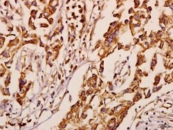Invitrogen NEURL1 Polyclonal Antibody 100 &mu;L; Unconjugated:Antibodies,