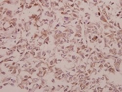 Invitrogen NSG1 Polyclonal Antibody 100 &mu;L; Unconjugated:Antibodies,