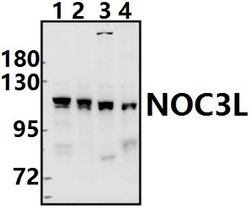 Invitrogen NOC3L Polyclonal Antibody 100 &mu;L; Unconjugated:Antibodies,