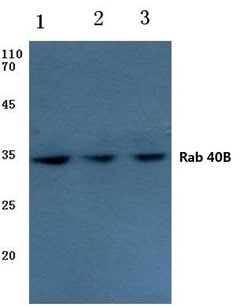 Invitrogen RAB40B Polyclonal Antibody 100 &mu;L; Unconjugated:Antibodies,
