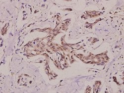 Invitrogen PRKY Polyclonal Antibody 100 &mu;L; Unconjugated:Antibodies,