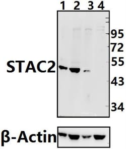 Invitrogen STAC2 Polyclonal Antibody 100 &mu;L; Unconjugated:Antibodies,