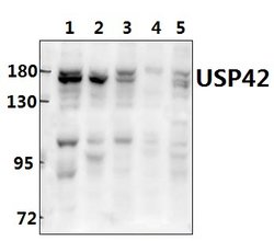 Invitrogen USP42 Polyclonal Antibody 100 &mu;L; Unconjugated:Antibodies,