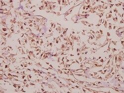 Invitrogen ARRDC4 Polyclonal Antibody 100 &mu;L; Unconjugated:Antibodies,
