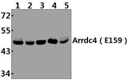 Invitrogen ARRDC4 Polyclonal Antibody 100 &mu;L; Unconjugated:Antibodies,