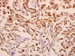 Invitrogen mGluR2/mGluR3 Polyclonal Antibody 100 &mu;L; Unconjugated:Antibodies,