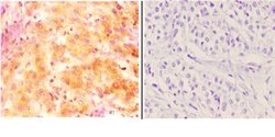 Invitrogen INHBC Polyclonal Antibody 100 &mu;L; Unconjugated:Antibodies,
