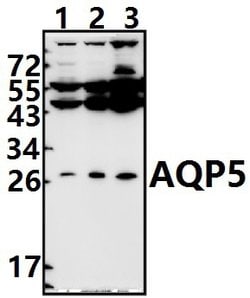 Invitrogen Aquaporin 5 Polyclonal Antibody 100 &mu;L; Unconjugated:Antibodies,