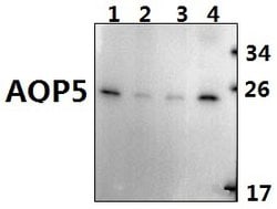 Invitrogen Aquaporin 5 Polyclonal Antibody 100 &mu;L; Unconjugated:Antibodies,