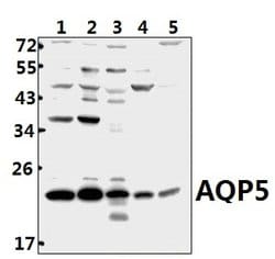 Invitrogen Aquaporin 5 Polyclonal Antibody 100 &mu;L; Unconjugated:Antibodies,