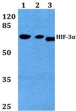 Invitrogen HIF3A Polyclonal Antibody 100 &mu;L; Unconjugated:Antibodies,