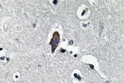 Invitrogen Aquaporin 0 Polyclonal Antibody 100 &mu;L; Unconjugated:Antibodies,