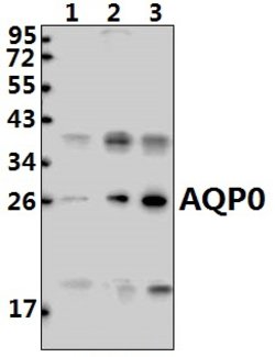 Invitrogen Aquaporin 0 Polyclonal Antibody 100 &mu;L; Unconjugated:Antibodies,