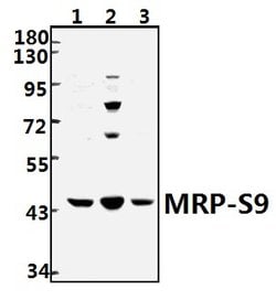 Invitrogen MRPS9 Polyclonal Antibody 100 &mu;L; Unconjugated:Antibodies,