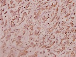 Invitrogen RPL7 Polyclonal Antibody 100 &mu;L; Unconjugated:Antibodies,