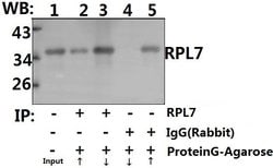 Invitrogen RPL7 Polyclonal Antibody 100 &mu;L; Unconjugated:Antibodies,