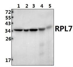 Invitrogen RPL7 Polyclonal Antibody 100 &mu;L; Unconjugated:Antibodies,