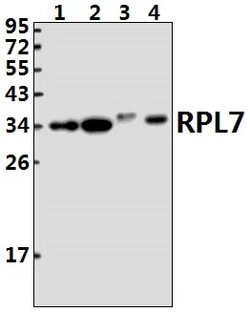 Invitrogen RPL7 Polyclonal Antibody 100 &mu;L; Unconjugated:Antibodies,