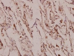 Invitrogen MINT3 Polyclonal Antibody 100 &mu;L | Buy Online | Invitrogen&trade; | Fisher Scientific