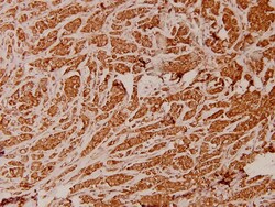 Invitrogen ATP5I Polyclonal Antibody 100 &mu;L; Unconjugated:Antibodies,