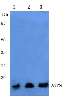 Invitrogen ATP5I Polyclonal Antibody 100 &mu;L; Unconjugated:Antibodies,