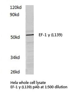 Invitrogen EEF1G Polyclonal Antibody 100 &mu;L; Unconjugated:Antibodies,