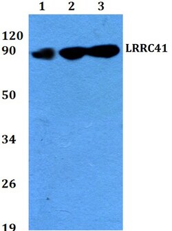 Invitrogen LRRC41 Polyclonal Antibody 100 &mu;L; Unconjugated:Antibodies,