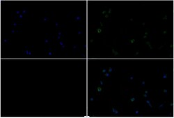 Invitrogen MDFI Polyclonal Antibody 100 &mu;L; Unconjugated:Antibodies,