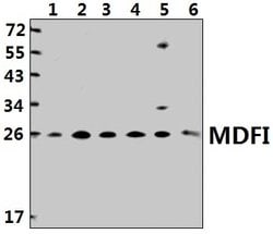 Invitrogen MDFI Polyclonal Antibody 100 &mu;L; Unconjugated:Antibodies,