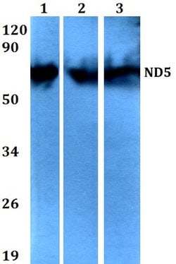 Invitrogen MT-ND5 Polyclonal Antibody 100 &mu;L; Unconjugated:Antibodies,