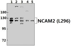 Invitrogen NCAM2 Polyclonal Antibody 100 &mu;L; Unconjugated:Antibodies,