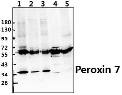 Invitrogen PEX7 Polyclonal Antibody 100 &mu;L; Unconjugated:Antibodies,