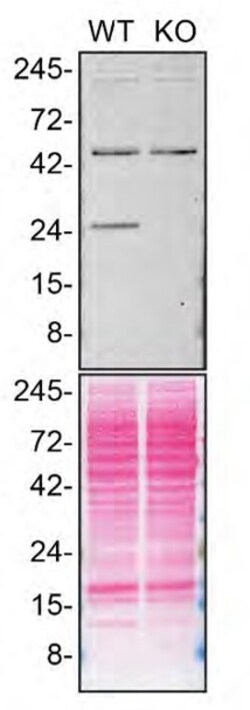 Invitrogen RAB5C Polyclonal Antibody 100 μL; Unconjugated:Antibodies,