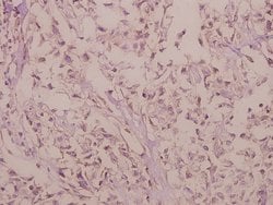 Invitrogen RhoG Polyclonal Antibody 100 &mu;L; Unconjugated:Antibodies,