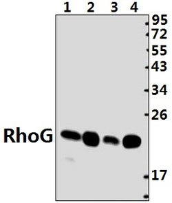 Invitrogen RhoG Polyclonal Antibody 100 &mu;L; Unconjugated:Antibodies,
