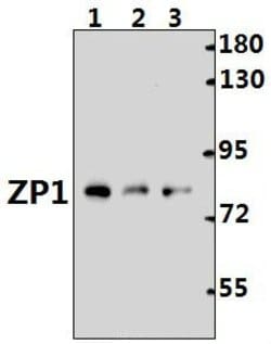 Invitrogen ZP1 Polyclonal Antibody 100 &mu;L; Unconjugated:Antibodies,
