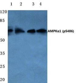 Invitrogen Phospho-AMPK alpha-1 (Ser486) Polyclonal Antibody 100 &mu;L;
