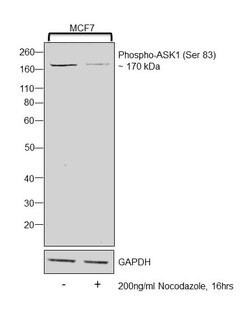 Invitrogen Phospho-ASK1 (Ser83) Polyclonal Antibody 100 &mu;L; Unconjugated:Antibodies,