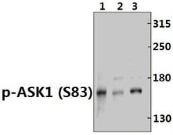 Invitrogen Phospho-ASK1 (Ser83) Polyclonal Antibody 100 &mu;L; Unconjugated:Antibodies,