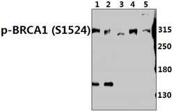 Invitrogen Phospho-BRCA1 (Ser1524) Polyclonal Antibody 100 &mu;L; Unconjugated:Antibodies,