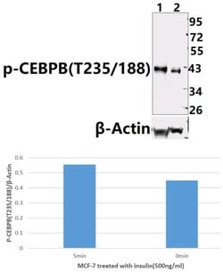 Invitrogen Phospho-C/EBP beta (Thr188, Thr235) Polyclonal Antibody 100