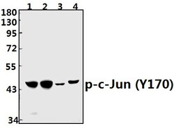 Phospho-c-Jun (Tyr170) Polyclonal Antibody:Antibodies, Polyclonal